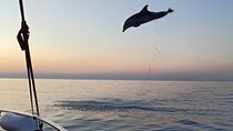 Rovinj Dolphins at Sunset & Island Swimming Speedboat Tour