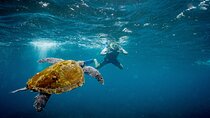 Snorkeling with Turtles – Cook Island Marine Reserve