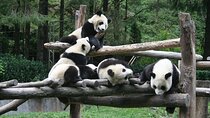 Wolong Panda Base Private Day Tour Optional Volunteering
