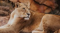 Aquila Private Game Reserve Tour with Ticket Excluded