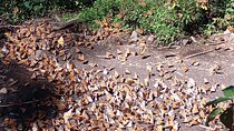 Monarch Butterflies El Rosario Preserve from Mexico City 
