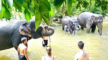 Elephant Care Experience In Koh Samui