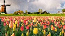 Private Tour to the Keukenhof and Tulip Fields