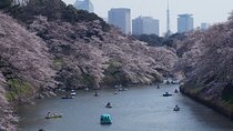 Conquer Tokyo's Best Cherry Blossom Viewing Spots in One Day