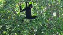 Private Monkey Island and Mangrove Discovery Tour