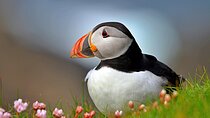 Puffin Boat Trip & Tantallon Castle Day Trip from Edinburgh