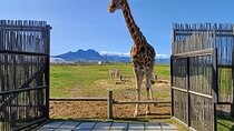 Full-day Giraffe Encounter and Cheetah Outreach with Wine Tour