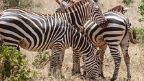 5 Days Tsavo West Amboseli and Tsavo East from Mombasa