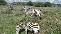 Half Day Tour in Nairobi National Park