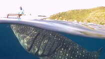 Sumilon Island Experience with Oslob Waterfalls and Whale Sharks