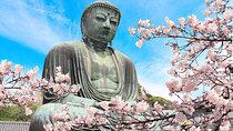 Kamakura Cherry Blossom Full Day Walking Tour with a Local Guide