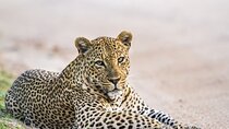 Yala National Park Safari - Half day and Full day