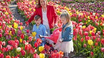 Tulip Wonderland Tour From Amsterdam