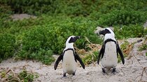 Half Day Penguins and Cape of Good Hope Group Tour 