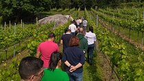 Wine tour at Mosteiro de Tibães with an exclusive wine tasting