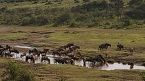 Tanzania Classic Safari Tour