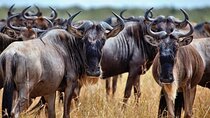 4 Days Kruger Katekani Big 5 Safari from Johannesburg