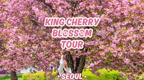 King Cherry Blossom Trail with Starfield One Day Tour from Seoul