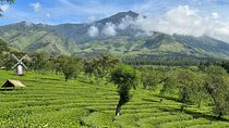 Half Day - Malang Tea Plantation & Bee Farm Visit