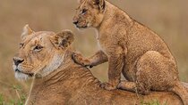 3 nights Masai Mara and Lake Nakuru guided majesty safari 