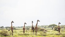 Arusha National Park Game Drive And Walking Tour Private Day Trip
