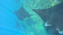 Snorkeling With Manta Rays in Nusa Penida and 4 Other Spots