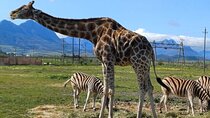 Full Day Giraffe Encounter and Cheetah Outreach with Wine Tour