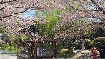 Kyoto City Cherry Blossom Private Sightseeing Tour 