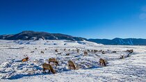 Full Day Private Elk Refuge Sleigh Ride and Wildlife Art Museum Tour