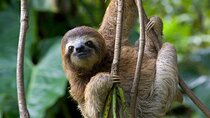 Private Sloth and Caratara Watching Tour and Lunch