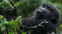 3-Day Luxury Gorilla and Chimpanzee Trek in Rwanda