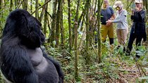 3-Day Gorilla Trekking Safari from Kigali Rwanda