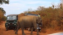 Yala National Park All Inclusive Jeep Safari Tour From Hambantota