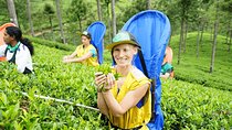 Ella Day Tour with Tea Factory All Inclusive Tour from Hambantota