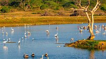 Bundala National Park All Inclusive Safari Tour from Hambantota