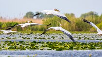 PREMIUM TOUR SMALL GROUP Day Trip from Bucharest to Danube Delta