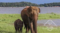 Private Elephant Safari Tour at Hurulu Eco Park