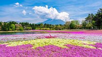 Season Special: Private Mt. Fuji Shibazakura Spring Tour