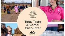 Tour, Taste & Camel Encounter