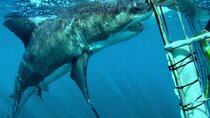 Full Day Cape Town Shark Cage Diving Adventure in Gansbaai