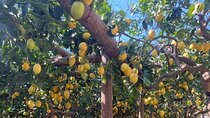 Lemon Path Tour with Tasting Session and Transfer from Positano