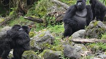 2 Days 1 Night Gorilla Trek,Cultural Village and Kigali City Tour