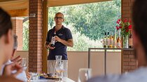Bardolino: vineyard tour, wine, oil and food tasting