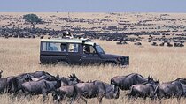 5 Days Masai Mara and Lake Nakuru Lodge Safari