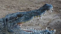 South Mauritius: Crocodile Park, 7-Coloured Earth and Lunch