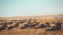 4-Day Serengeti Flying Safari Itinerary