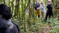 5-Day Gorilla and Chimpanzee Trekking Safari Tour Uganda
