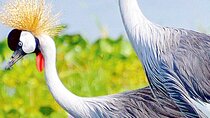5 Day Bird Watching Safari Tour Uganda