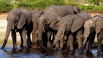 Ultimate Chobe Safari Day Trip