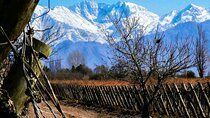 Live a unique experience in Mendoza wine and olive oil tasting